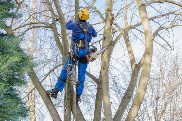 Best Tree Removal  in Dixmoor, IL