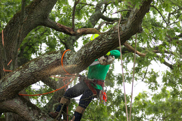 Best Commercial Tree Services  in Dixmoor, IL