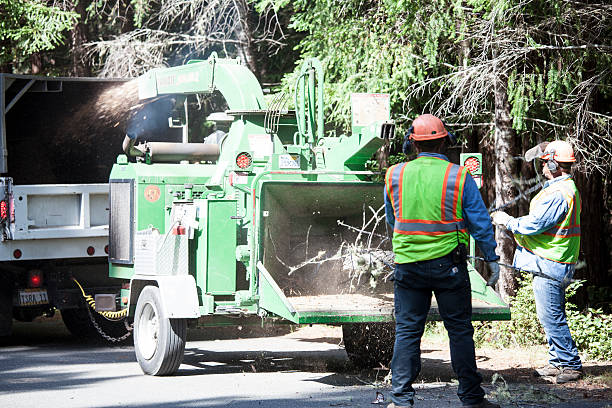 Best Tree Trimming and Pruning  in Dixmoor, IL