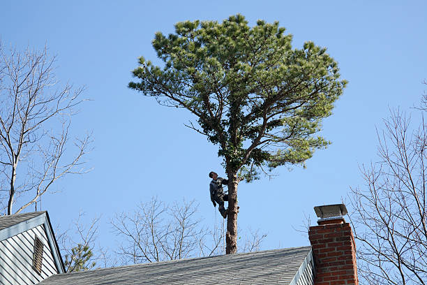 Best Tree Preservation Services  in Dixmoor, IL