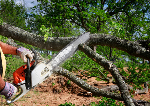 Best Root Management and Removal  in Dixmoor, IL